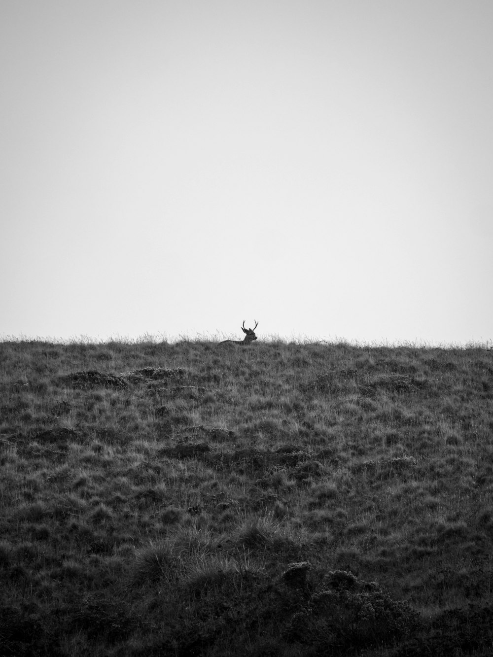 a black and white photo of a deer in a field