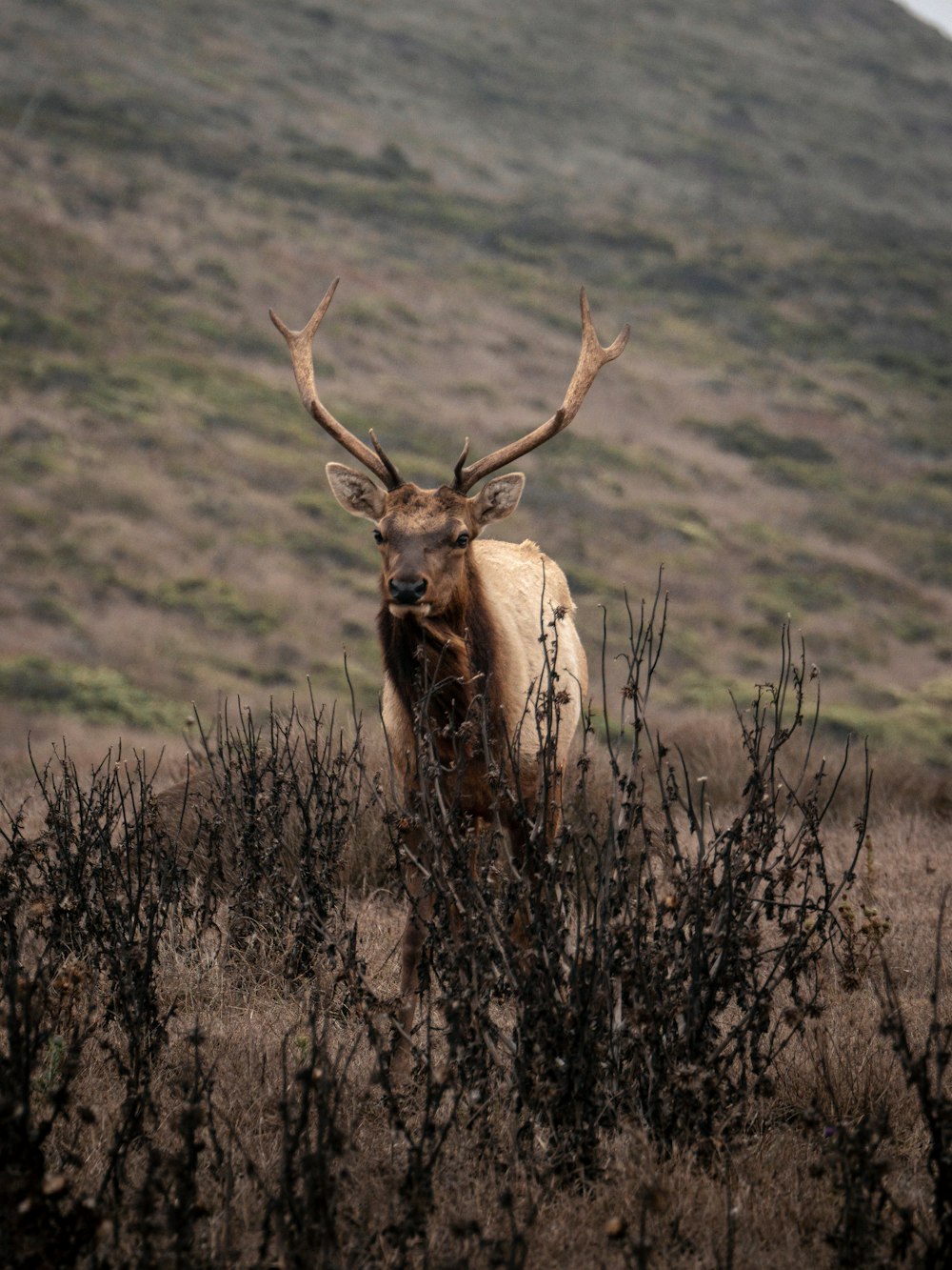 a large elk standing in a dry grass field