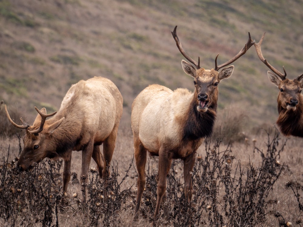 a group of elk standing on top of a dry grass field