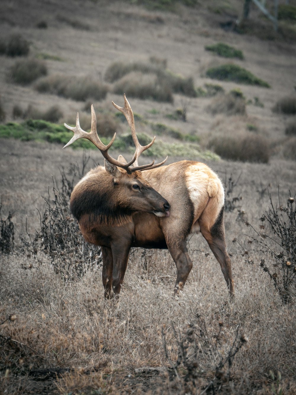 a large elk standing on top of a dry grass field
