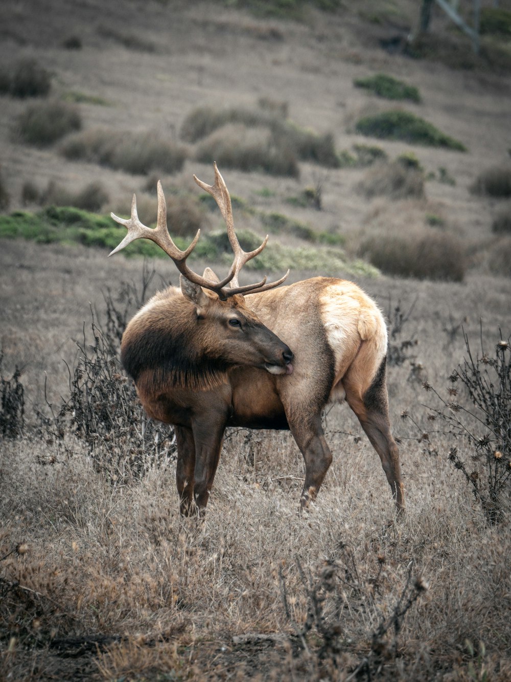 un grand wapiti debout au sommet d’un champ d’herbe sèche