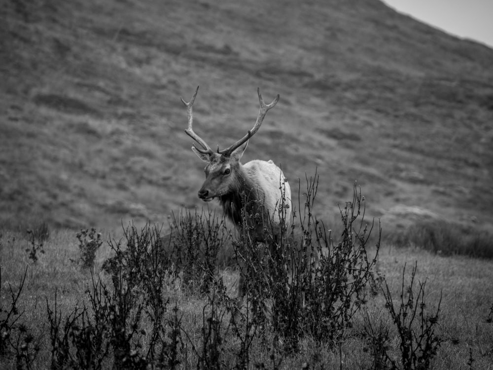 un cerf avec des bois debout dans un champ