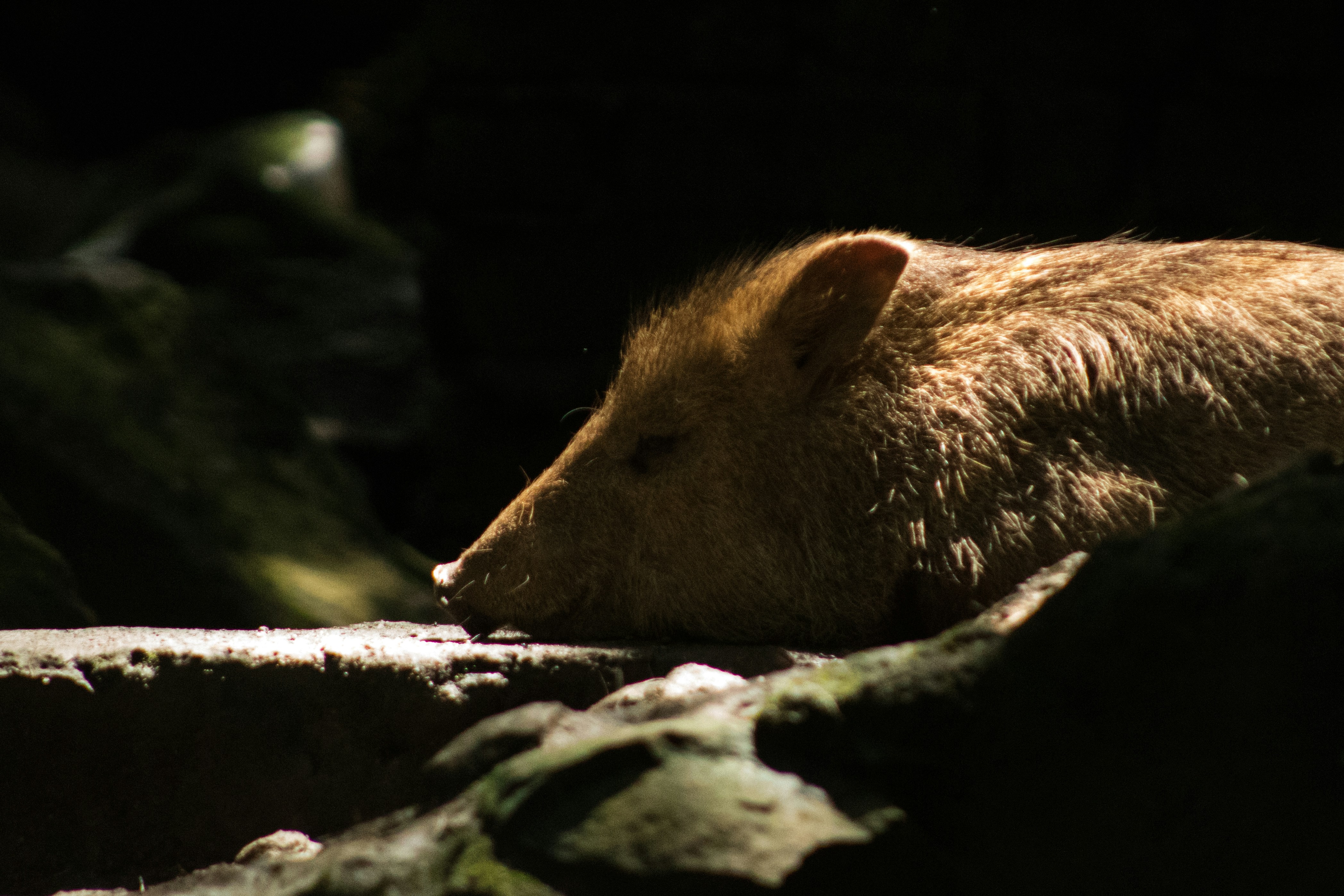 Hard-To-Eradicate ‘Super Pigs’ in Canada Threaten to Invade the US