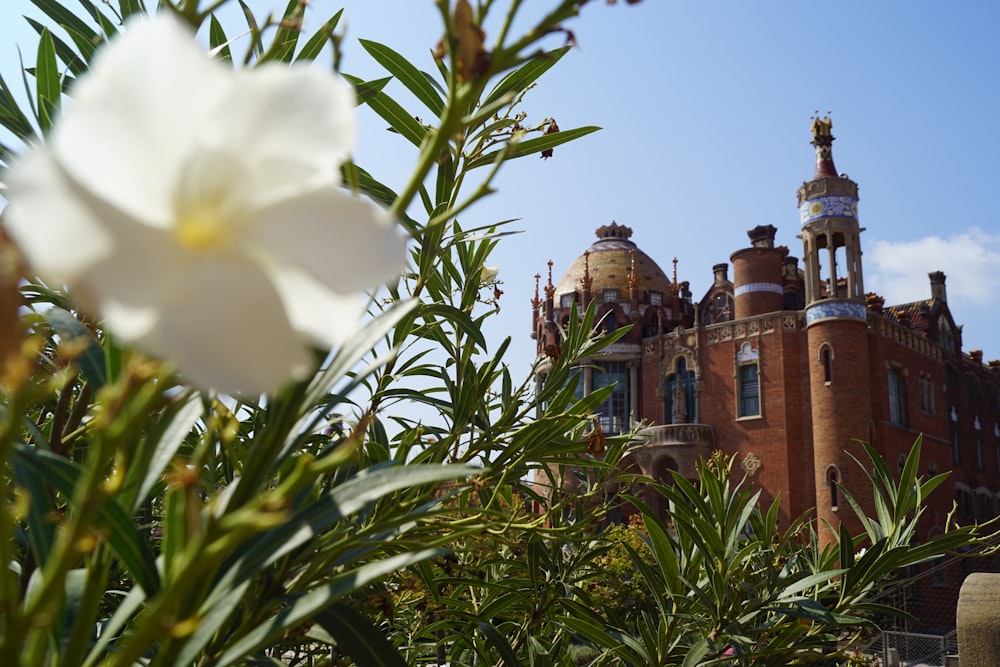 a white flower in front of a large building