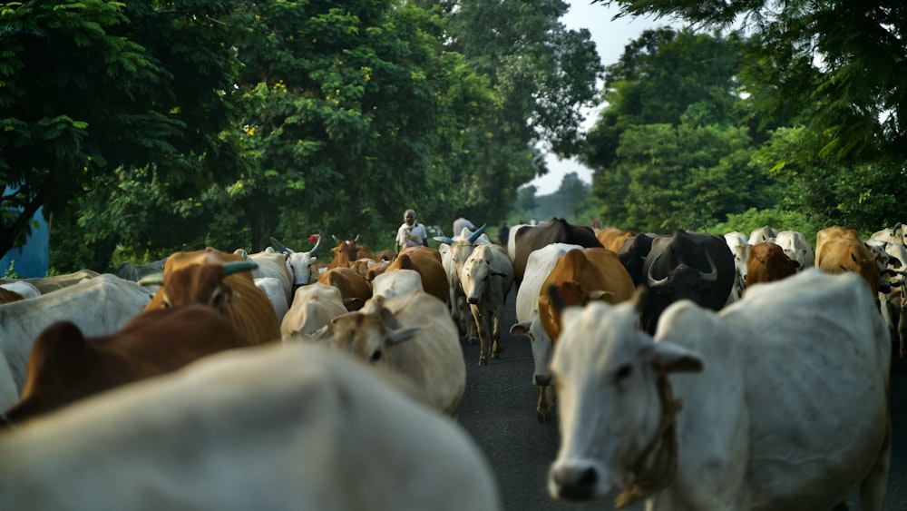 a herd of cattle walking down a road