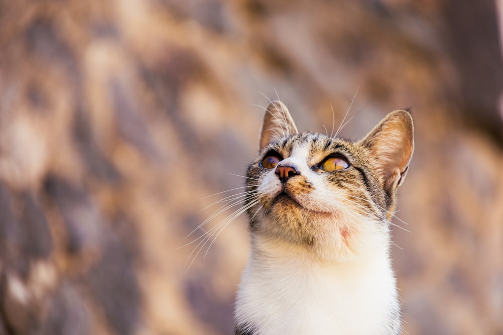 a close up of a cat with a rock in the background