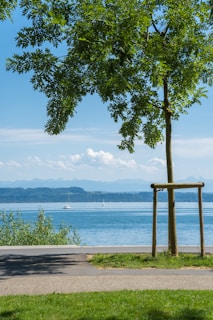 a bench sitting next to a tree near a body of water