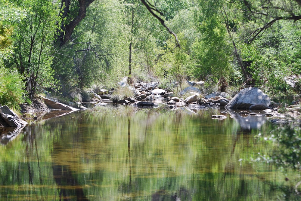 un cuerpo de agua rodeado de árboles y rocas