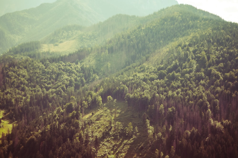 une vue d’une zone boisée avec des montagnes en arrière-plan