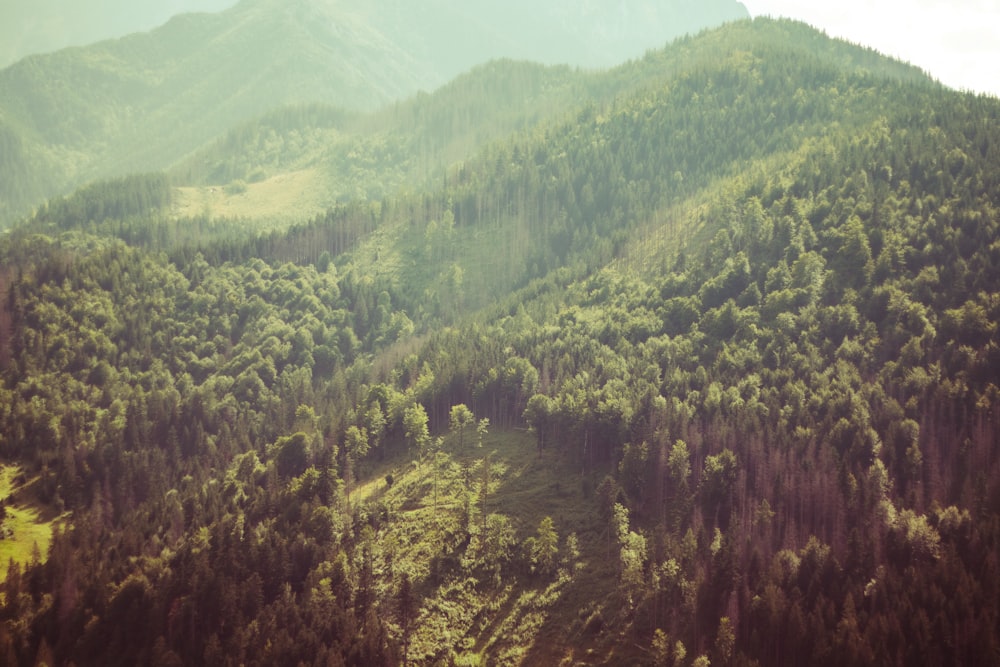 a view of a forested area with mountains in the background