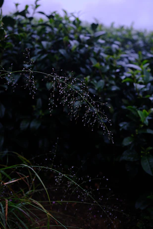 A serene nature shot of dew-covered leaves glistening in early morning light.