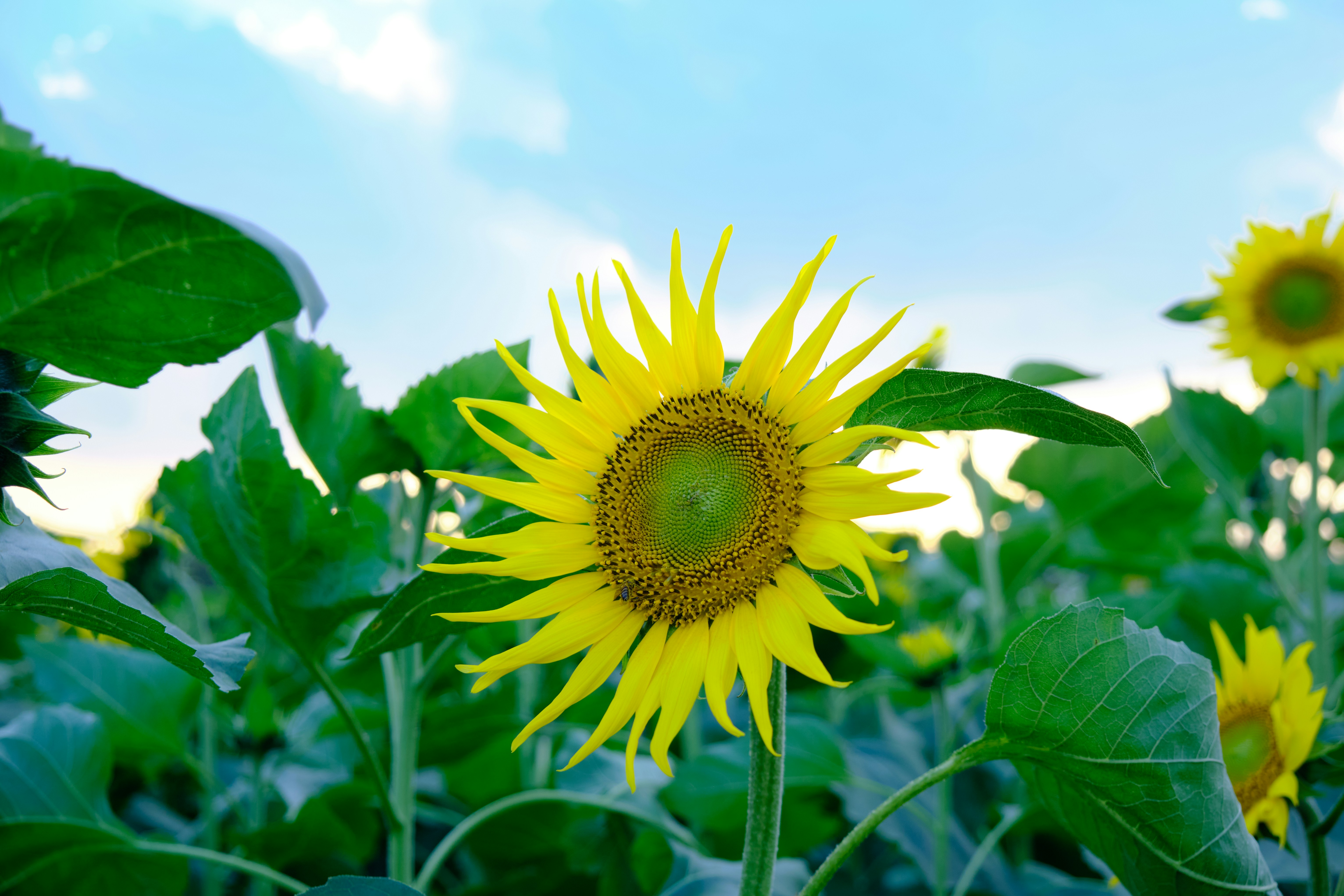 Photo by manhterry93