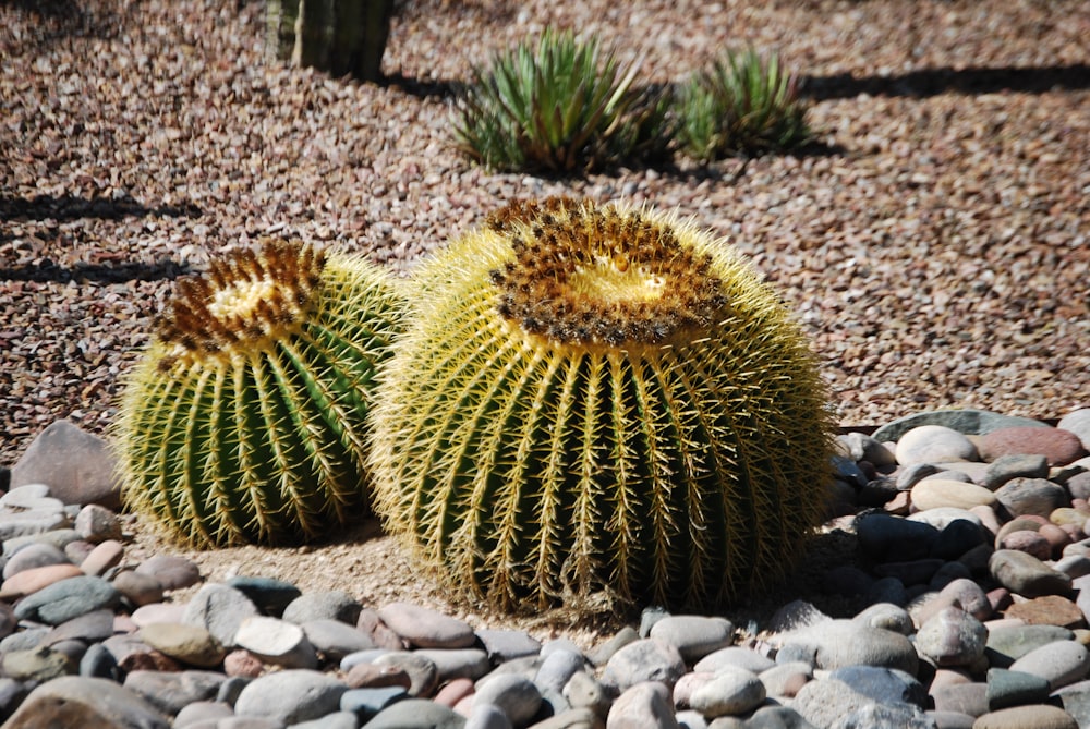 a couple of cactus plants sitting on top of a gravel field