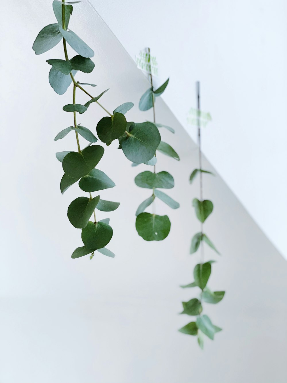 a plant with green leaves hanging from it