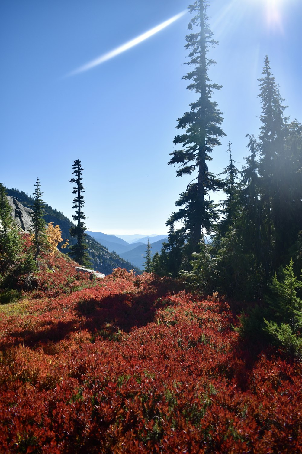 the sun shines brightly on the trees and shrubs