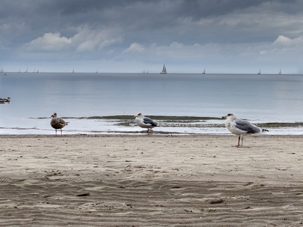 um grupo de pássaros em pé no topo de uma praia de areia