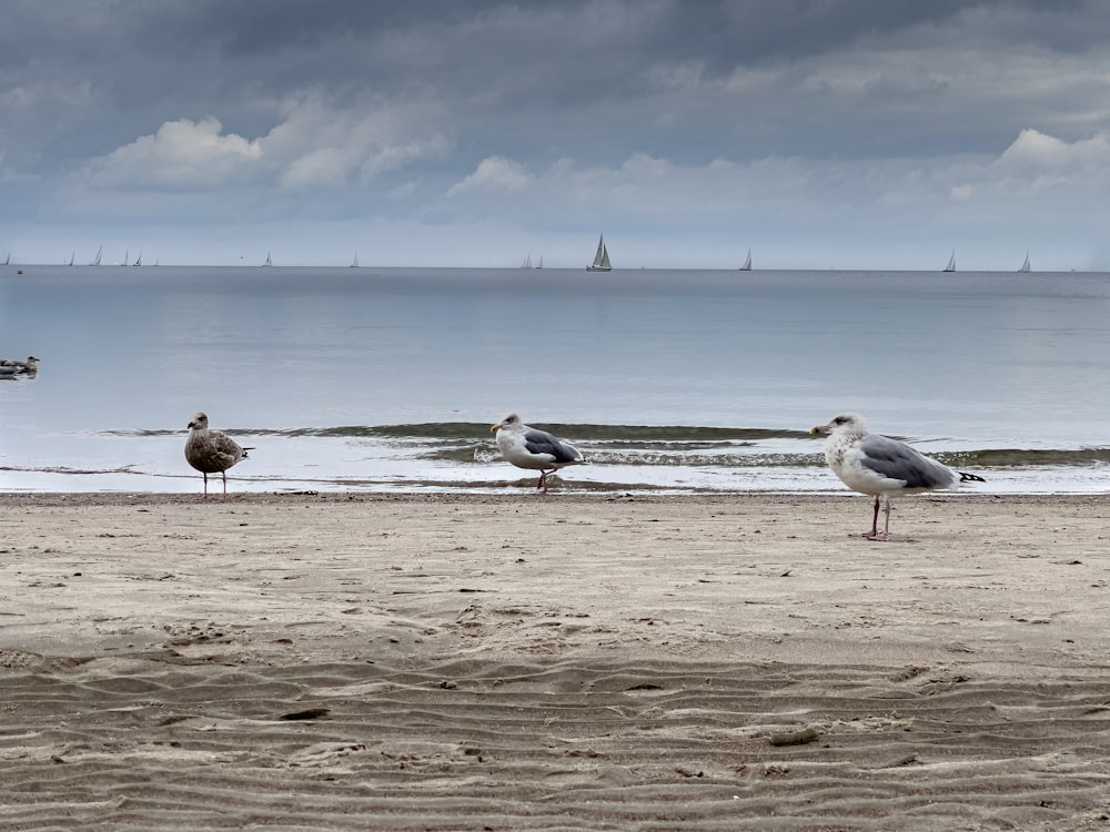 a group of birds standing on top of a sandy beach