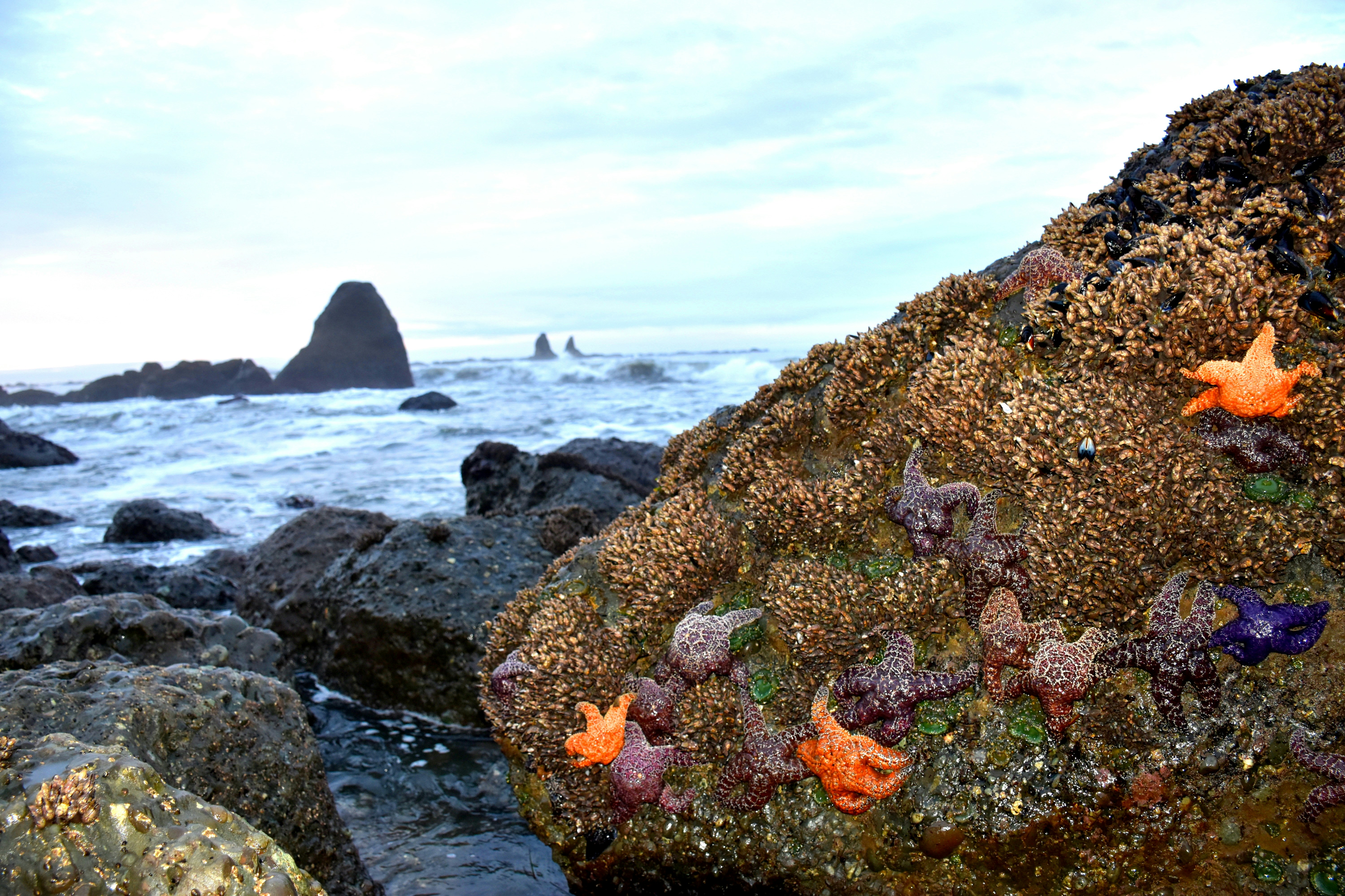Ein Felsen mit Seesternen darauf neben dem Ozean