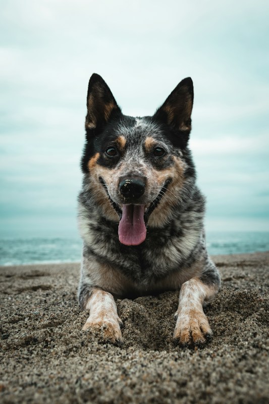 Dog relaxing outdoors