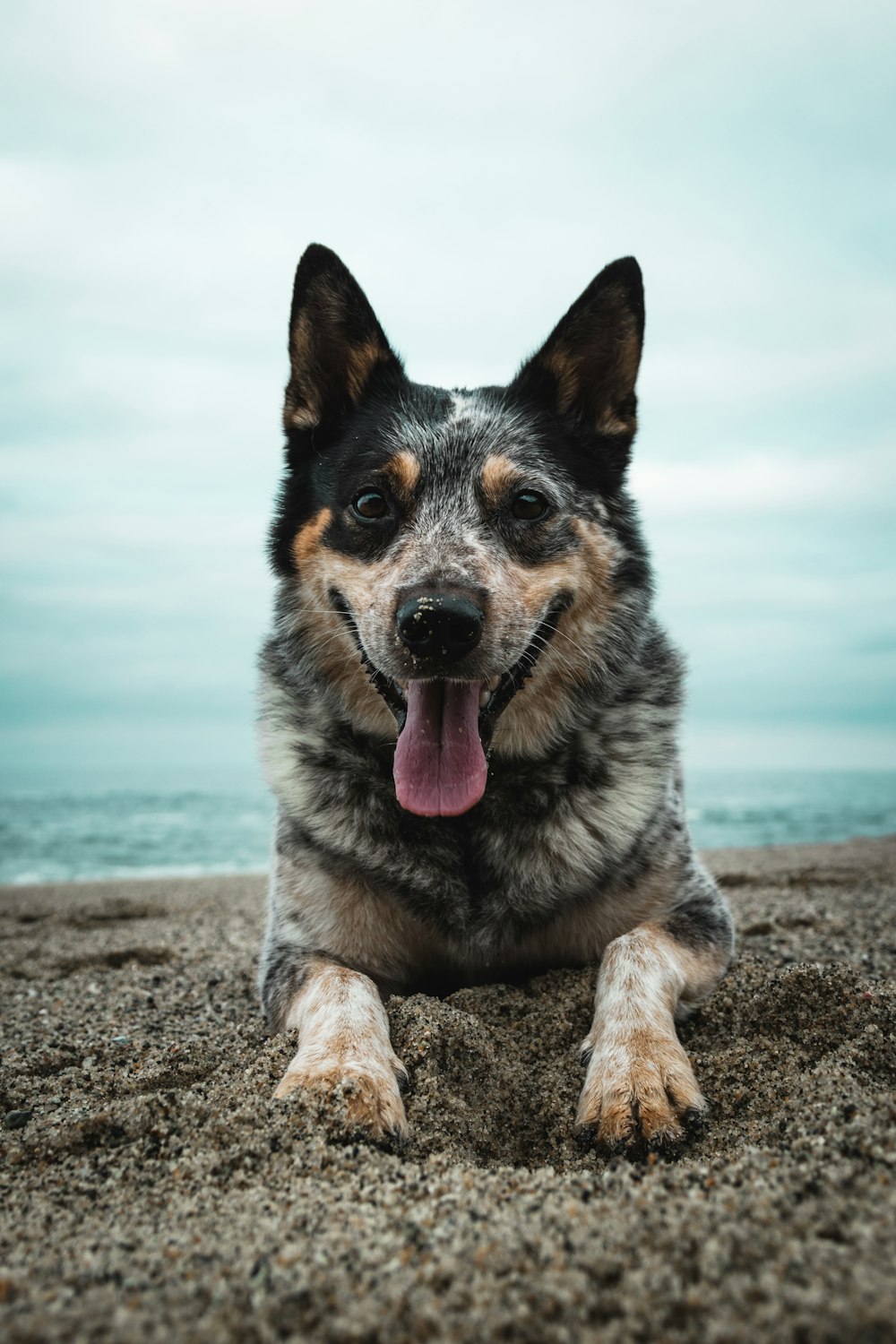 a dog laying on a beach with its tongue out
