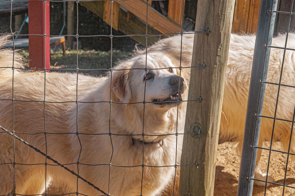 a large white dog standing next to a fence