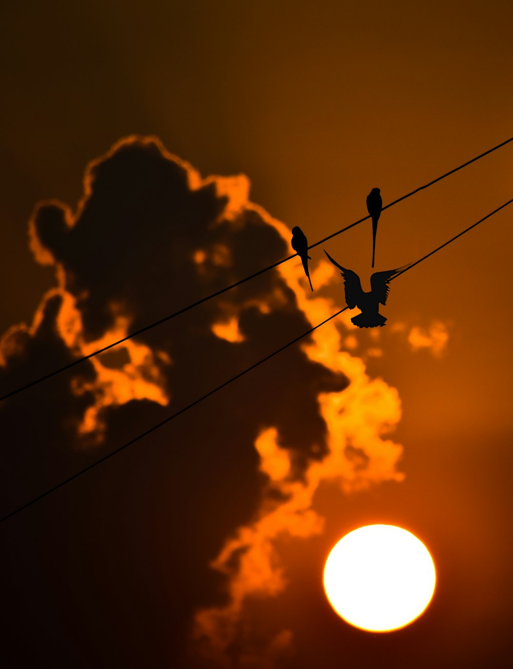 a flock of birds sitting on top of power lines