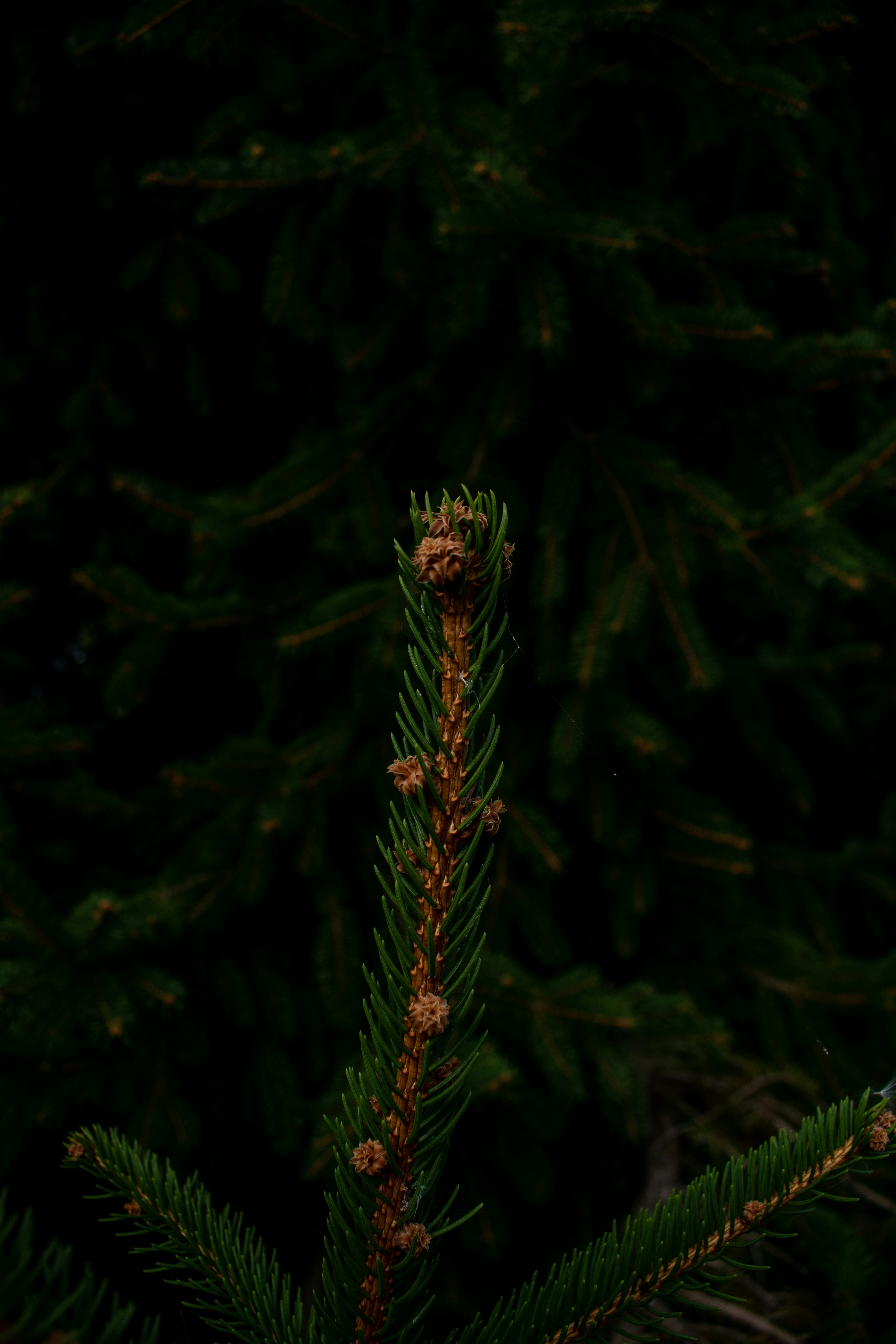 a close up of a pine tree branch