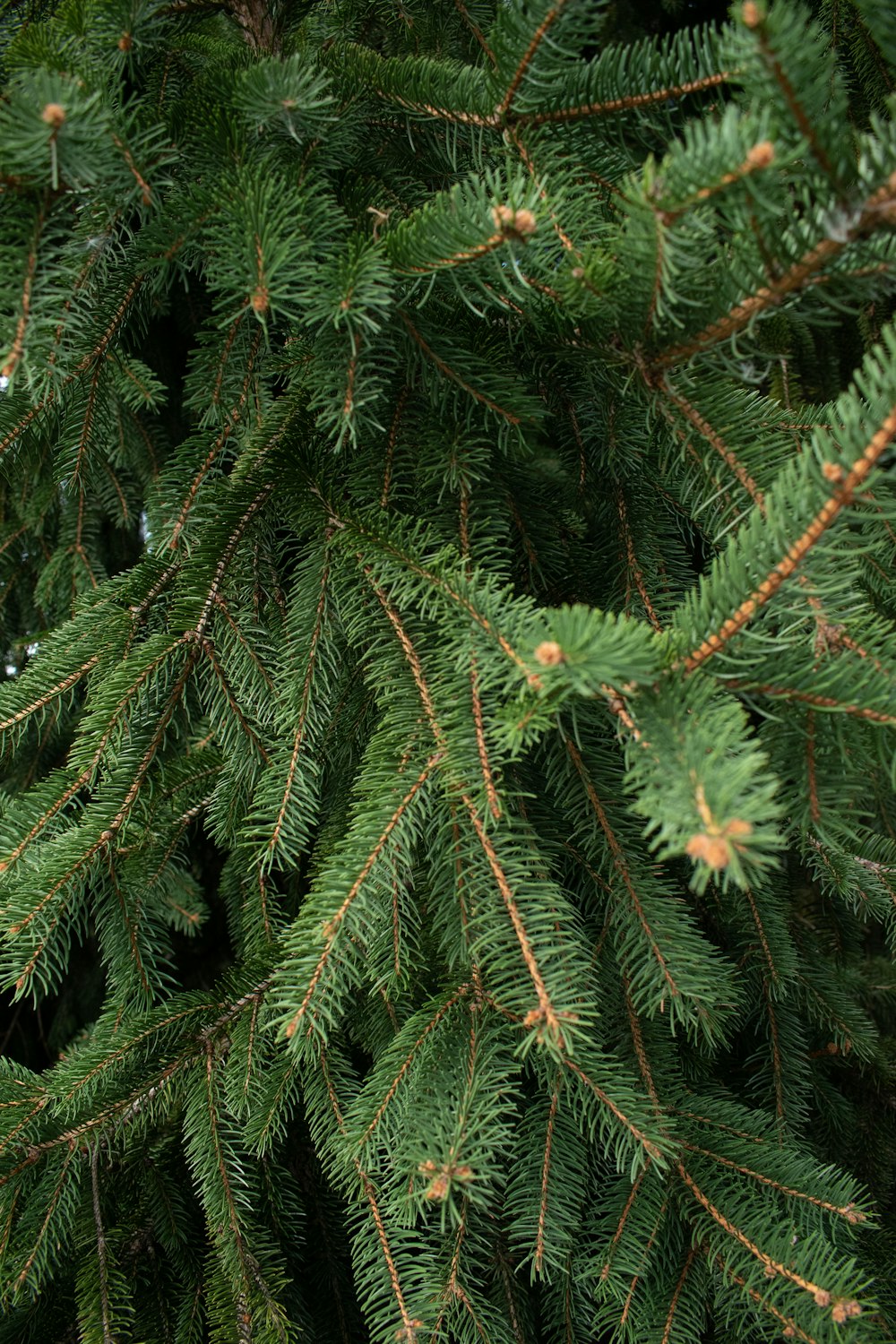 a close up of a pine tree branch