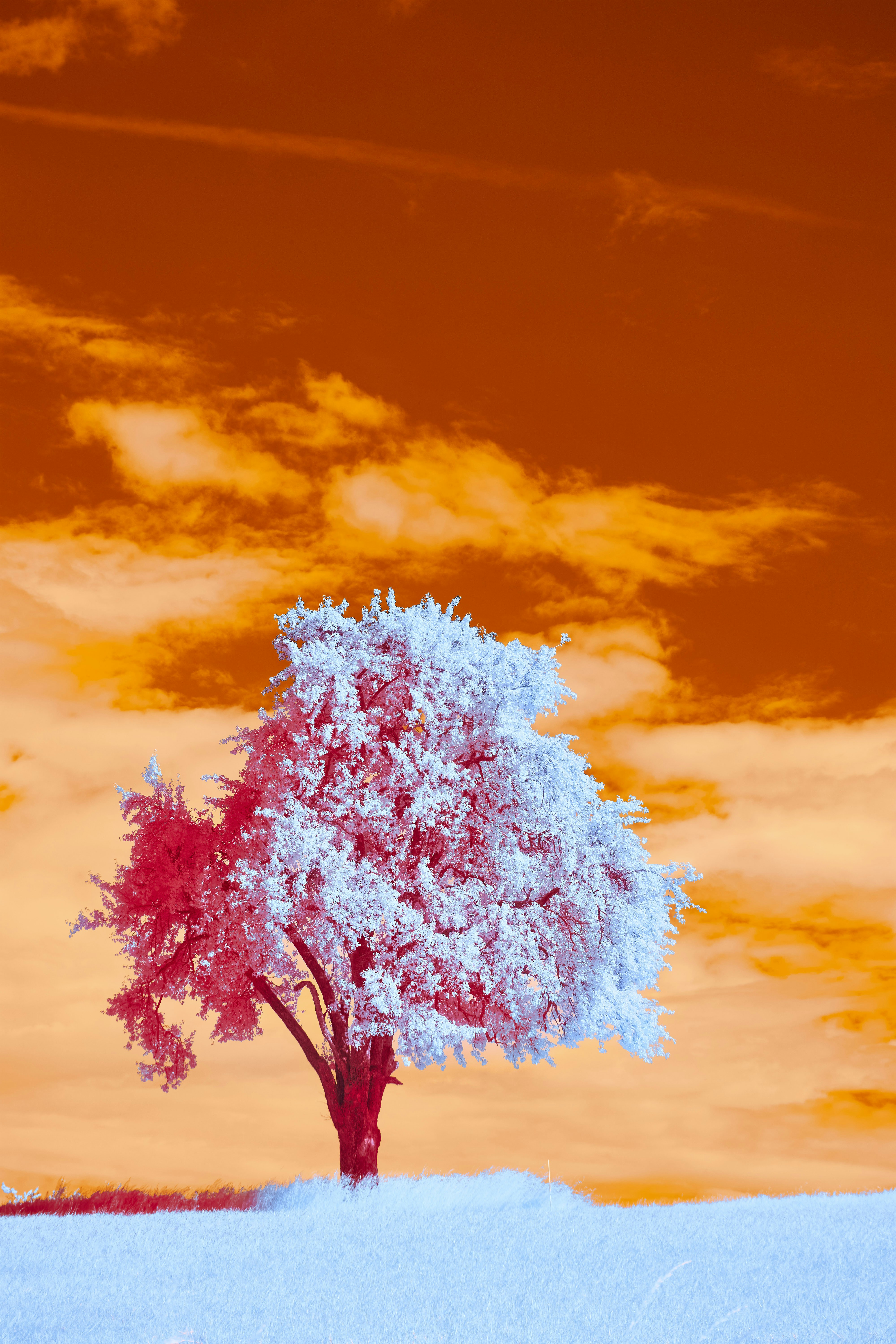 Photo by wolfgang_hasselmann