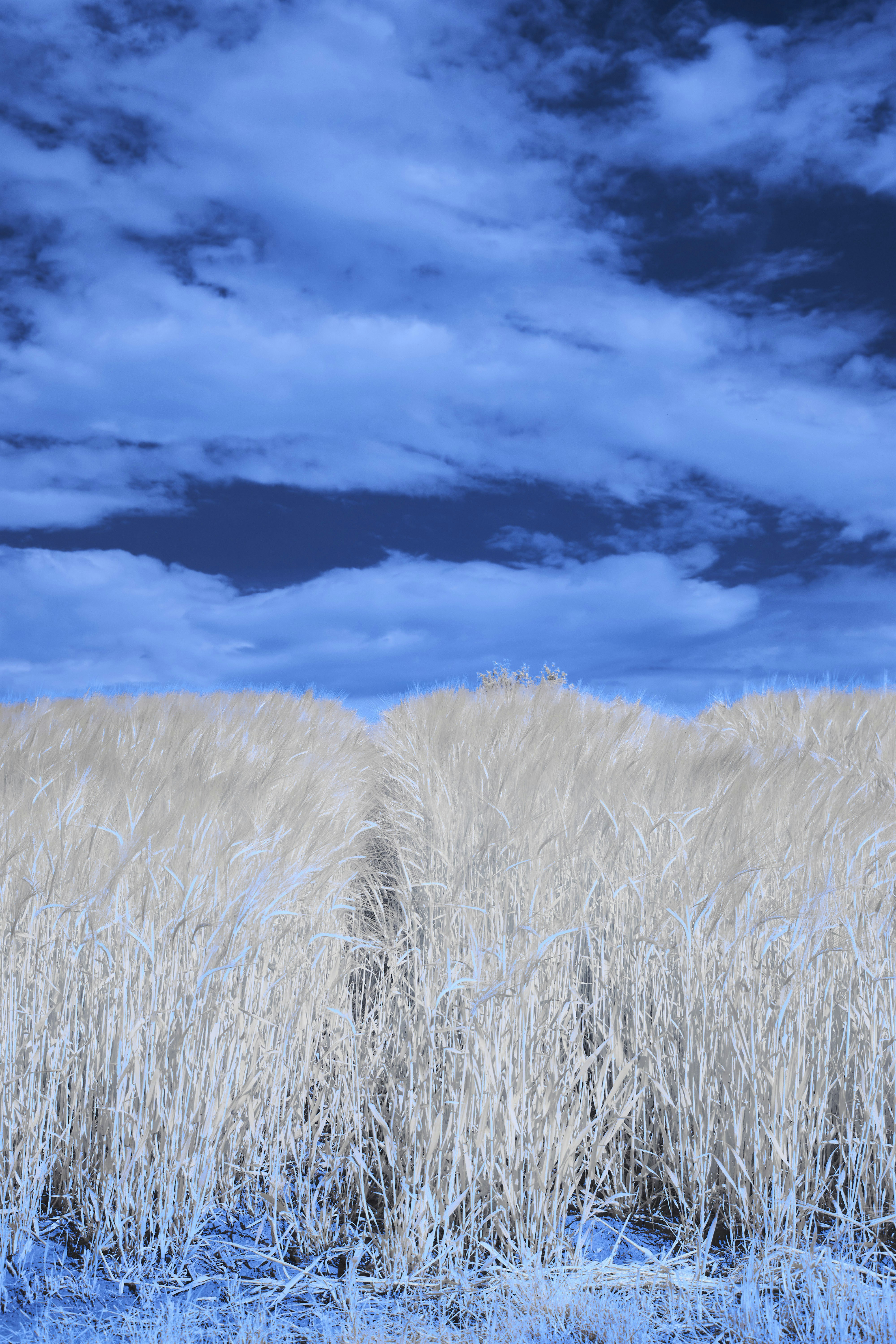 Photo by wolfgang_hasselmann