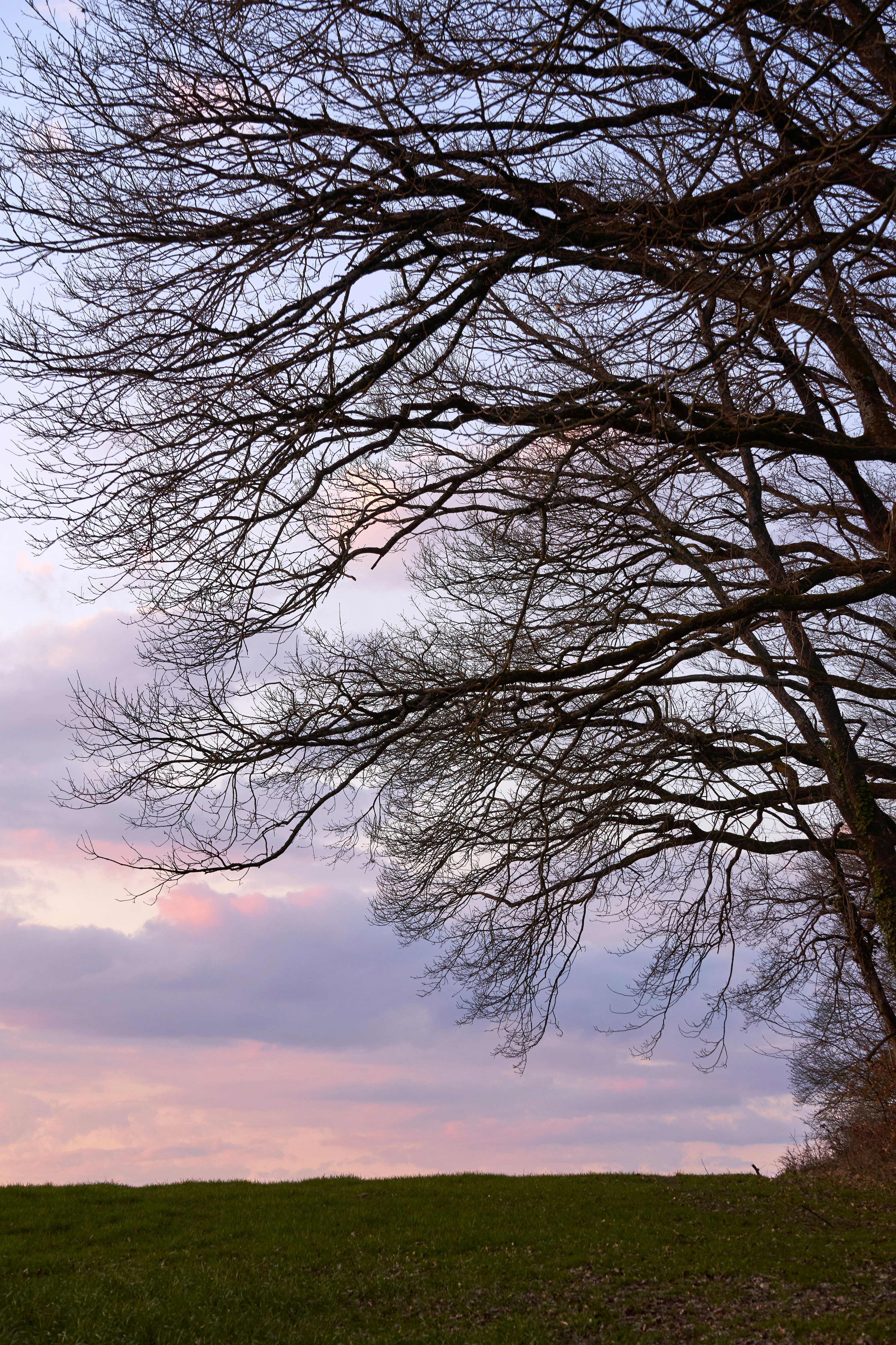 Photo by wolfgang_hasselmann