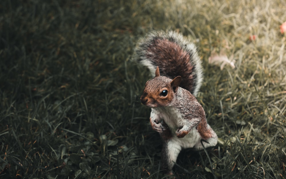 a small squirrel is standing in the grass