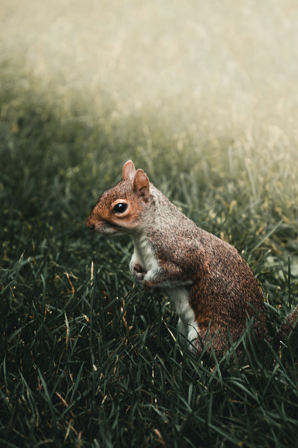 a small squirrel standing on top of a lush green field