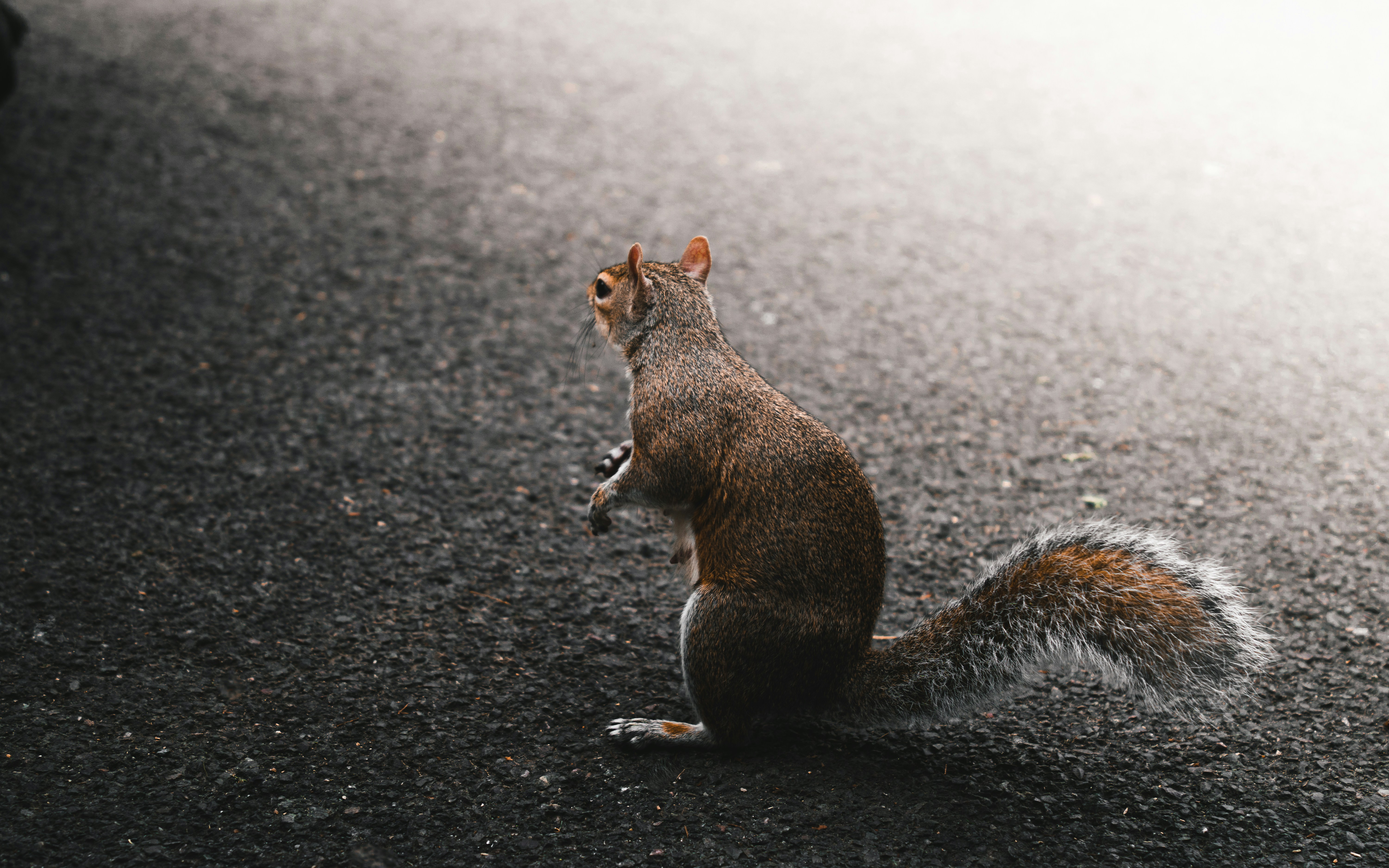 a squirrel sitting on its hind legs on the ground