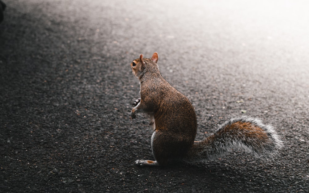 a squirrel sitting on its hind legs on the ground
