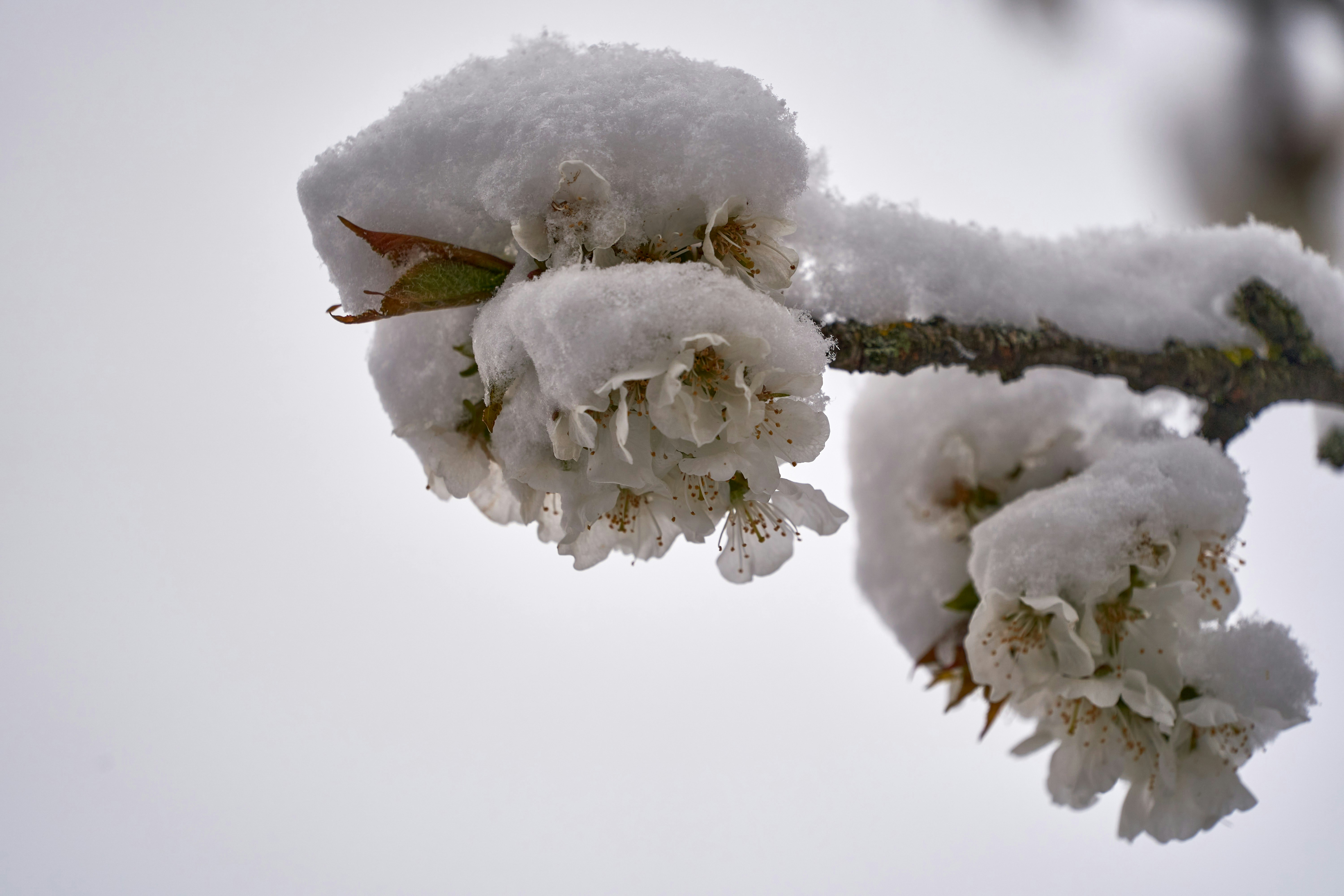 Photo by wolfgang_hasselmann