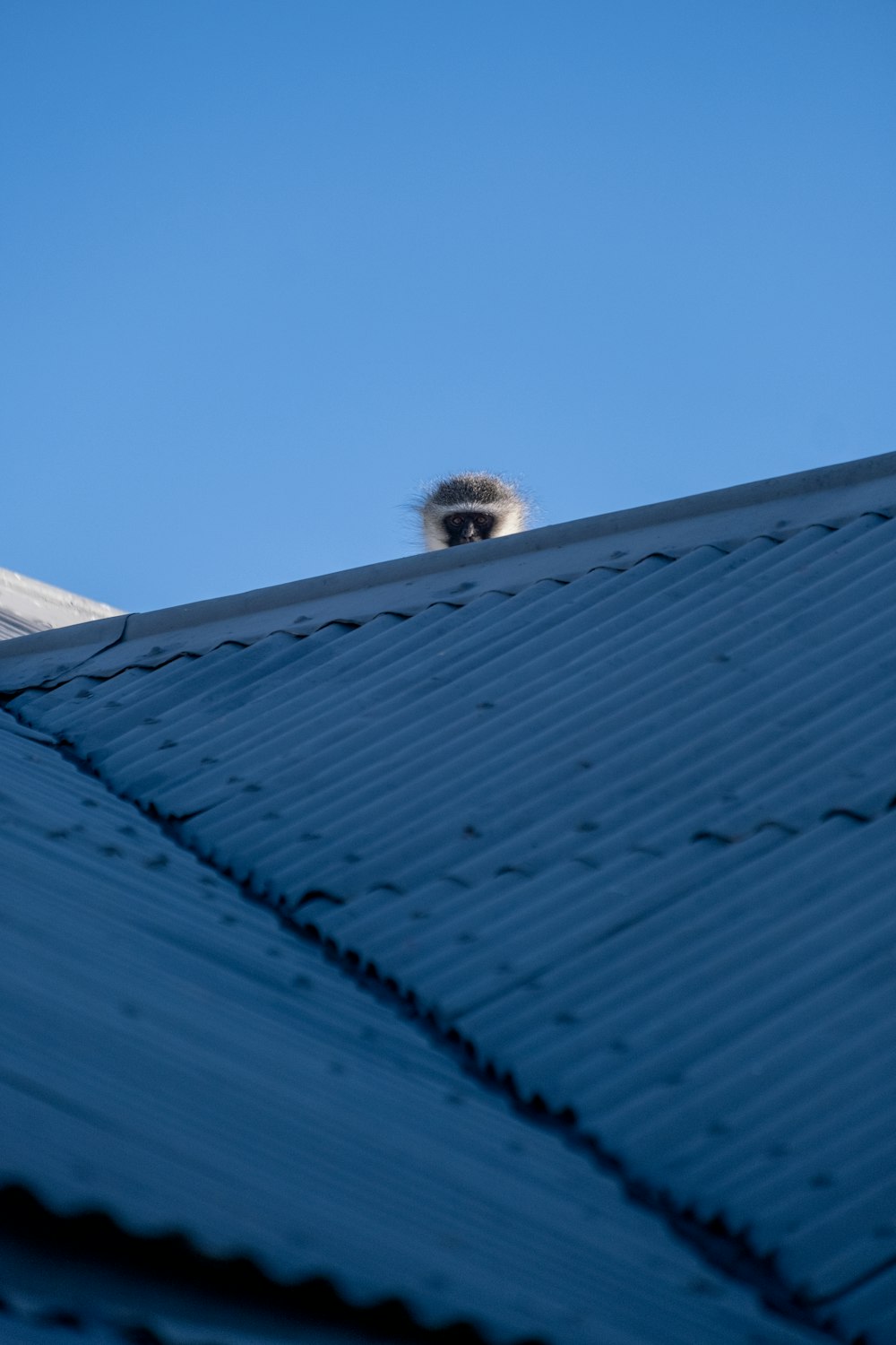 a bird is sitting on top of a roof