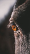 a close up of a dog's eye and nose