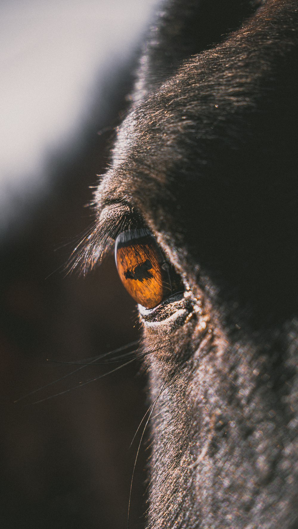 a close up of a dog's eye and nose