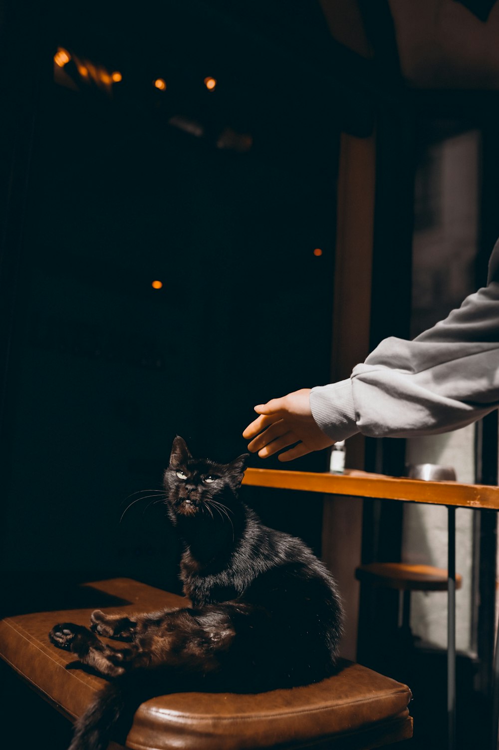 a person petting a cat sitting on a chair