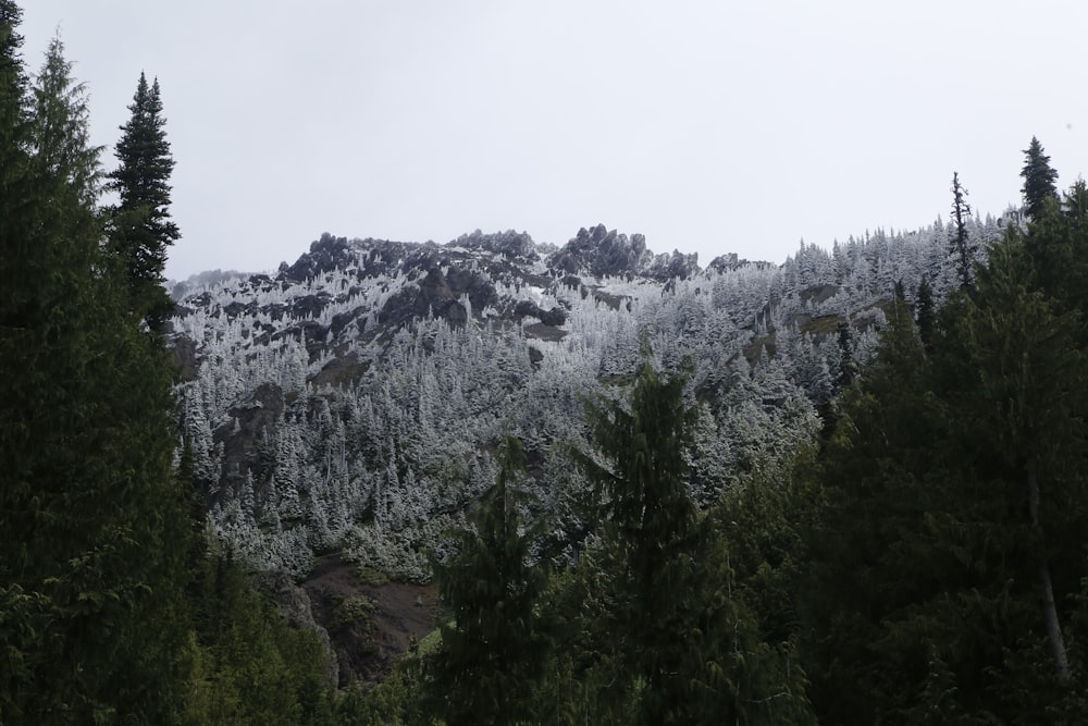 Una montagna coperta di neve circondata da alberi