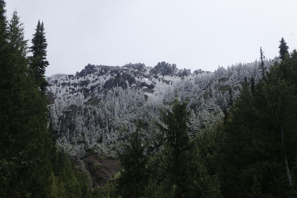 a mountain covered in snow surrounded by trees