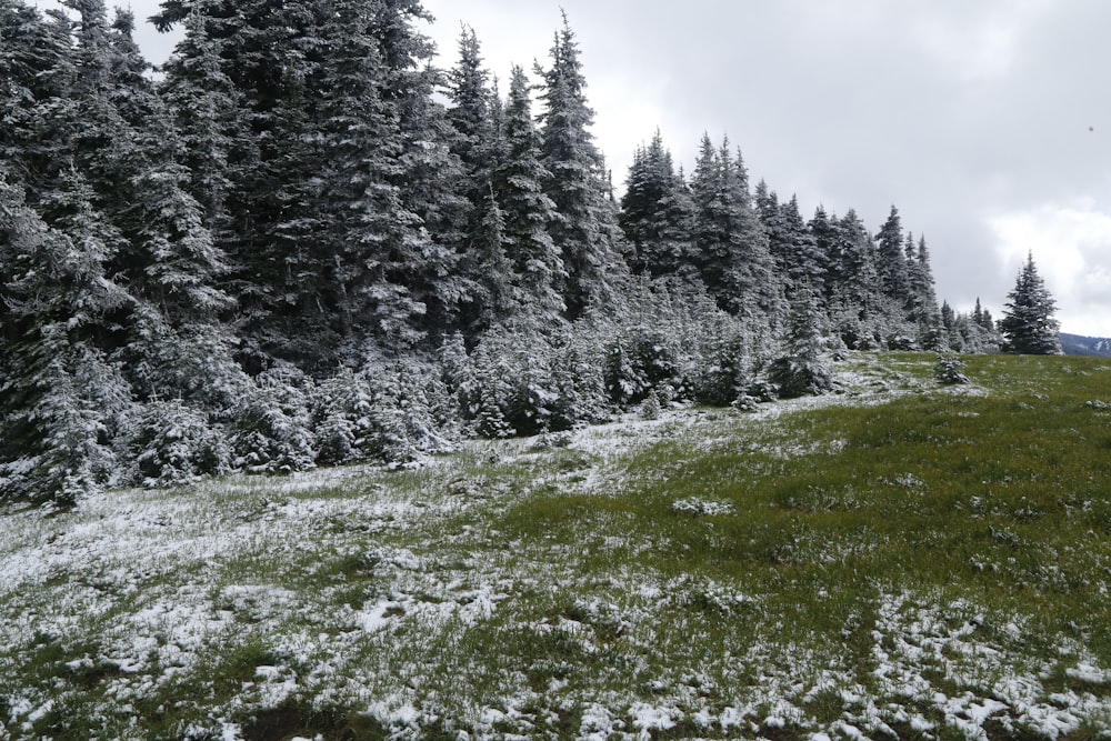 a snow covered field next to a row of pine trees