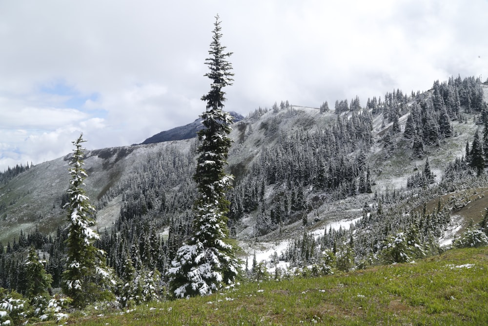 a snow covered mountain with trees in the foreground