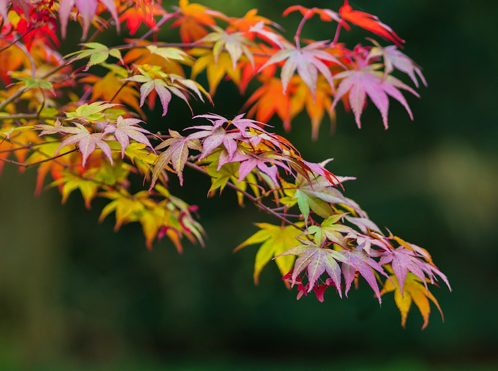 Un primo piano di un albero con foglie rosse e gialle