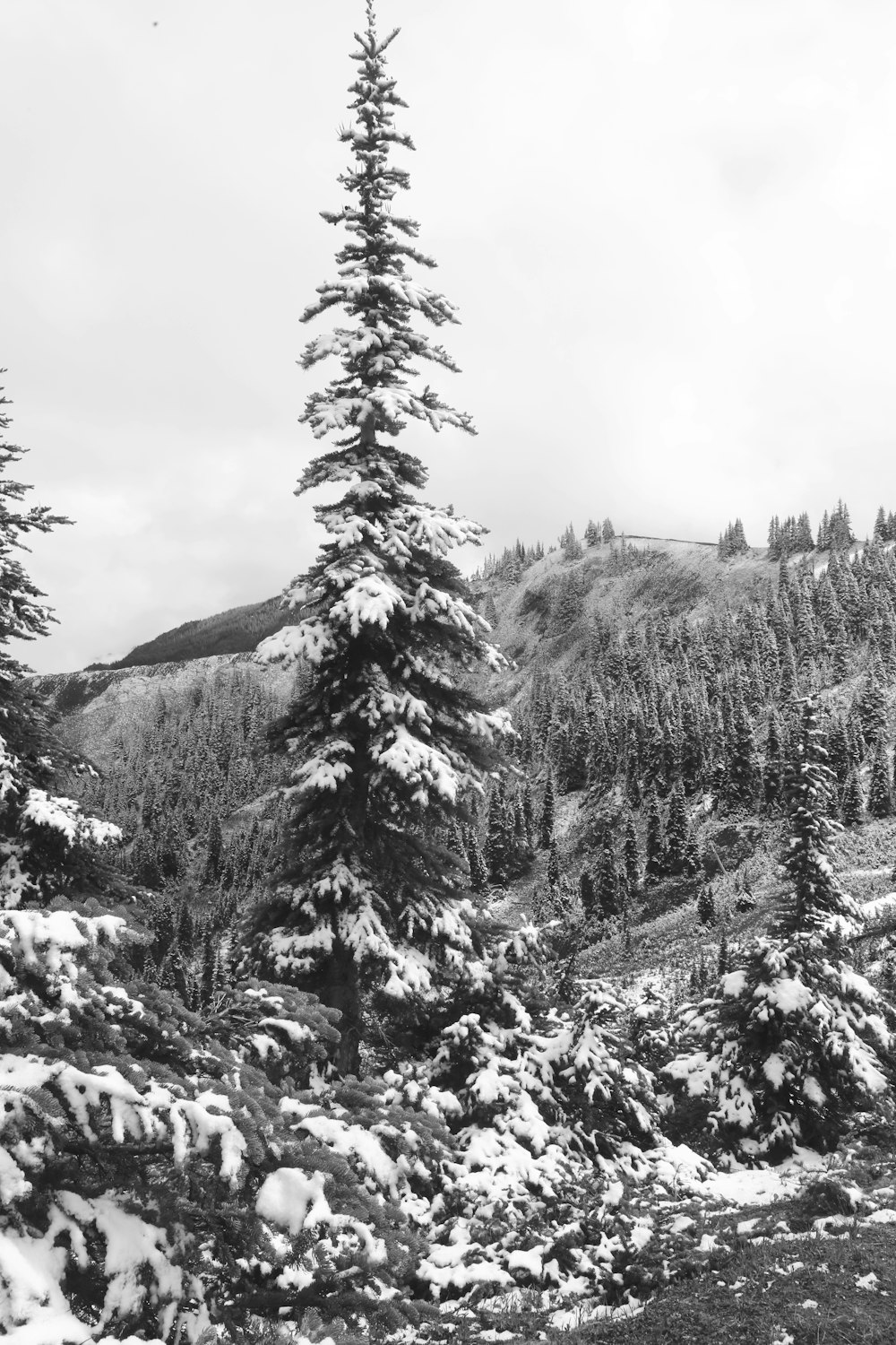 a black and white photo of snow covered trees