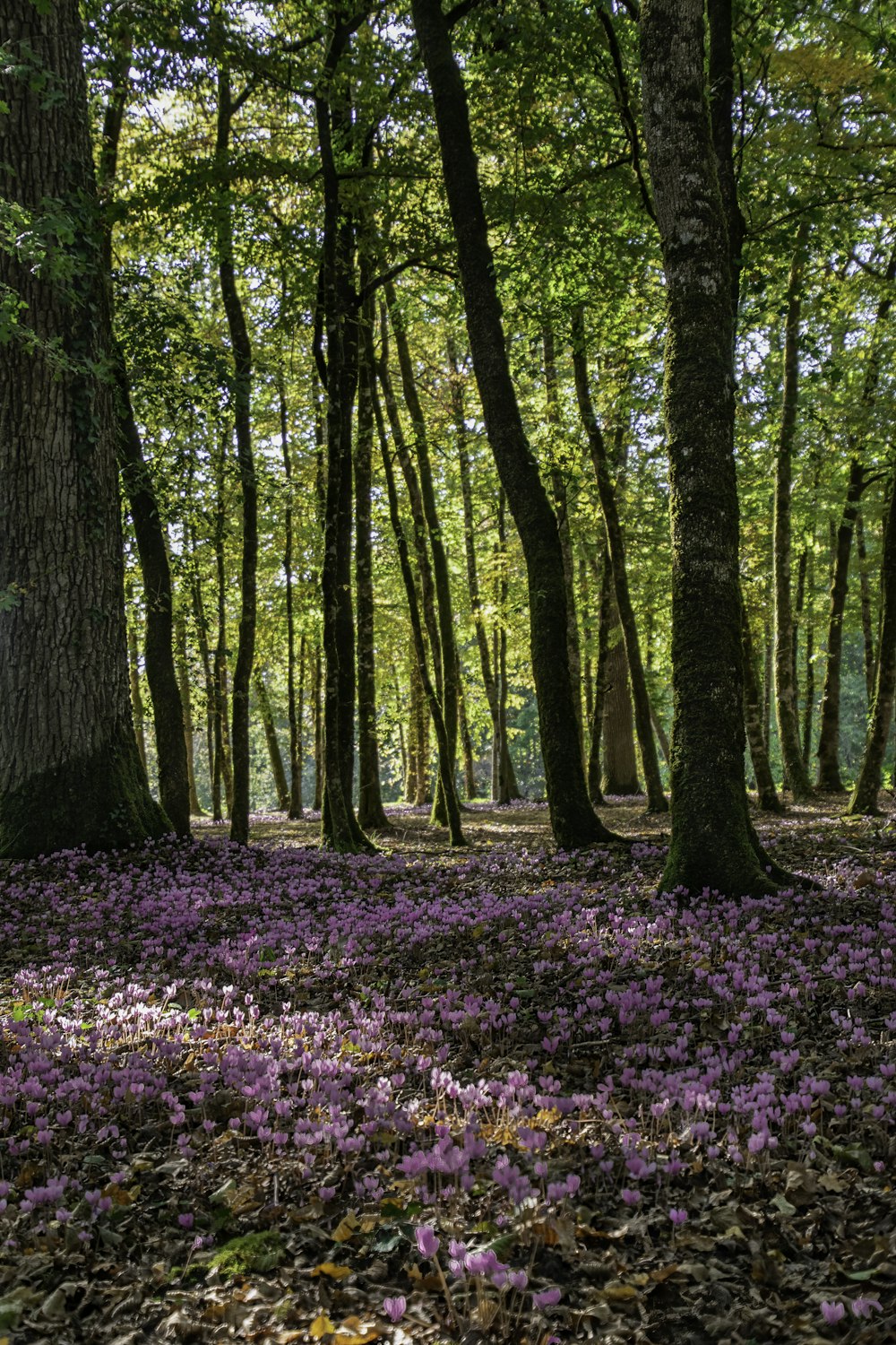 a forest filled with lots of purple flowers