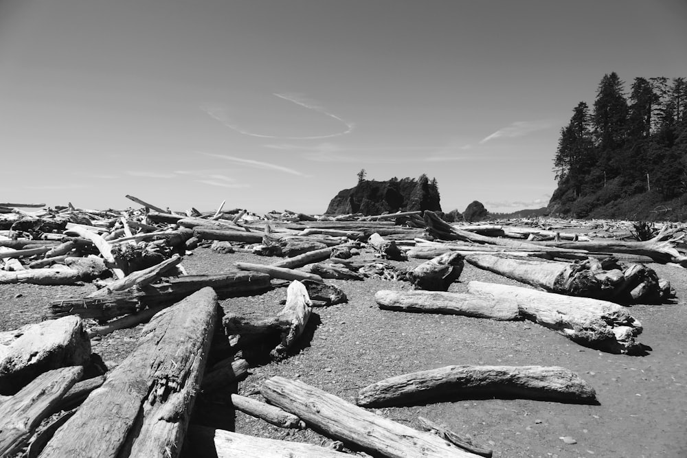 a black and white photo of logs on a beach
