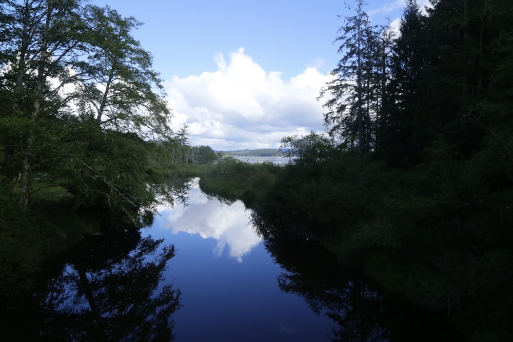 a river running through a lush green forest