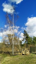 A tall, leafless tree stands in a natural landscape with blue skies and scattered clouds above. In the foreground, there is a stack of cut logs near a dark green wooden structure, possibly a fence or shed. Surrounding the area are more trees and bushes with sparse greenery, giving a slightly rustic feel.